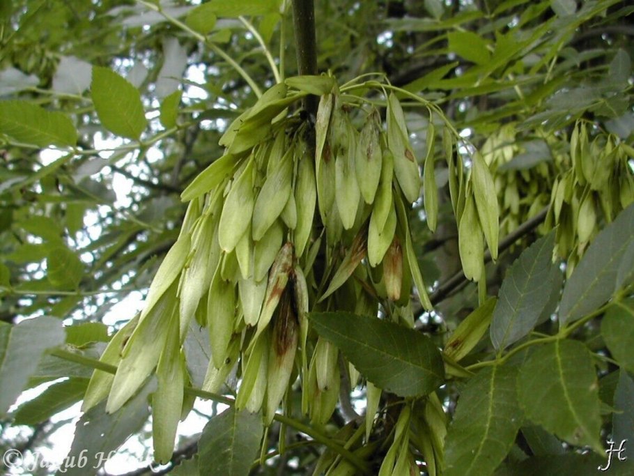 Ясень зеленый Fraxinus lanceolata