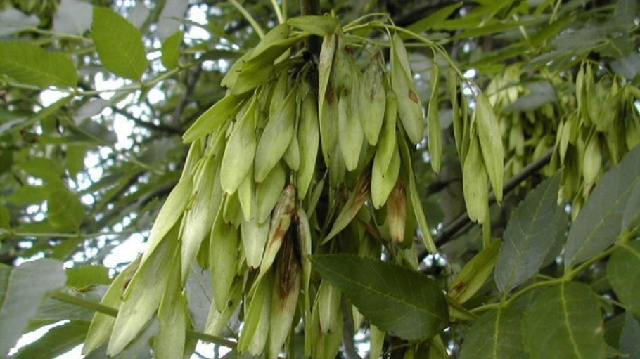 Ясень шерстистый ясень Зибольда