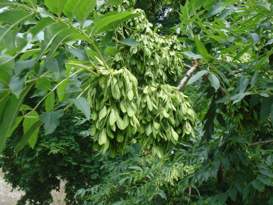 Семена Крылатки клена