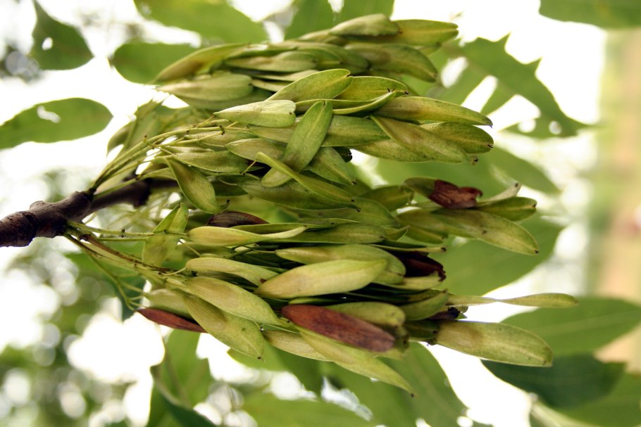 Липа вертолетики