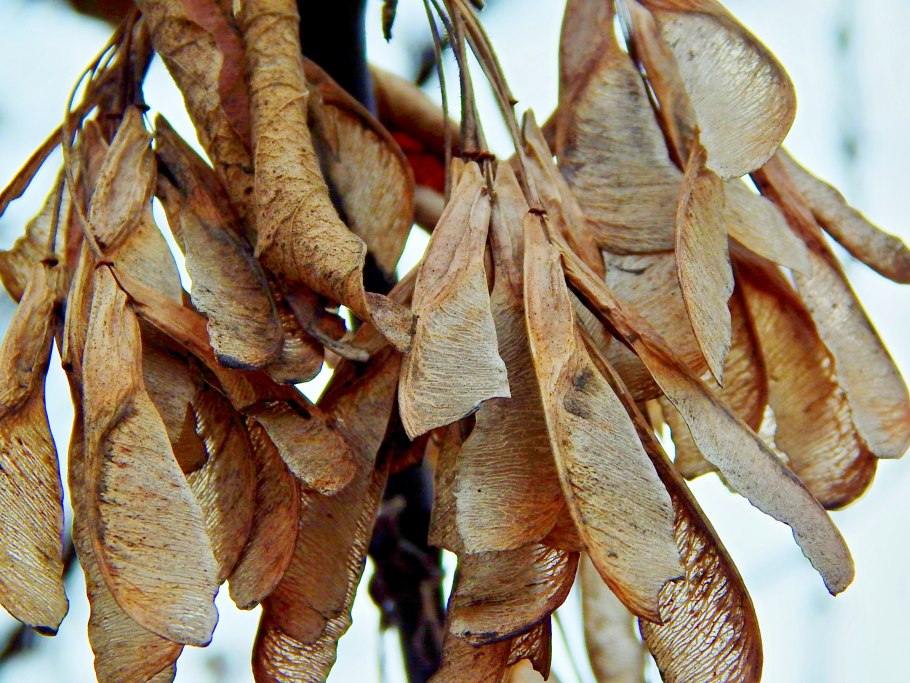 Семена Крылатки ясеня