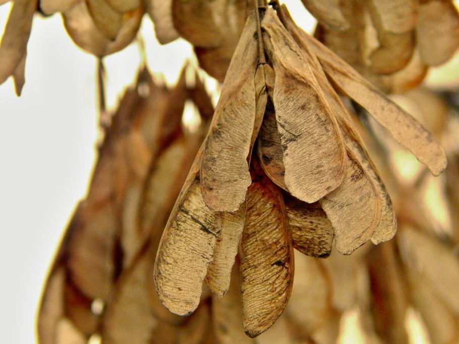 Ясень обыкновенный семена