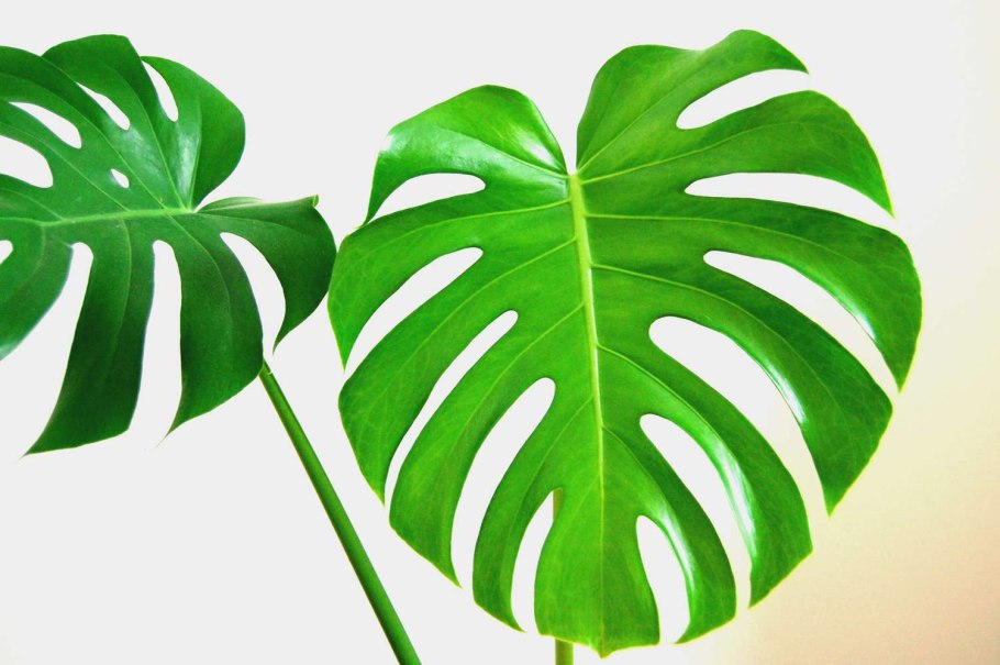 Монстера Делициоза PNG