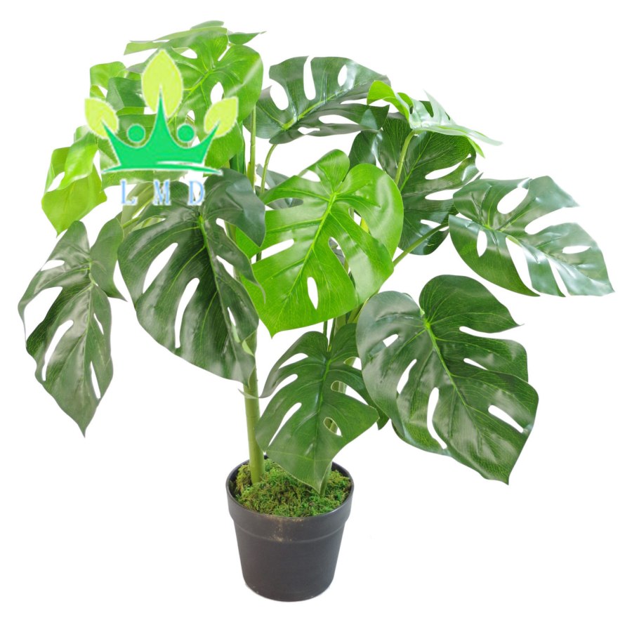 Монстера размножение