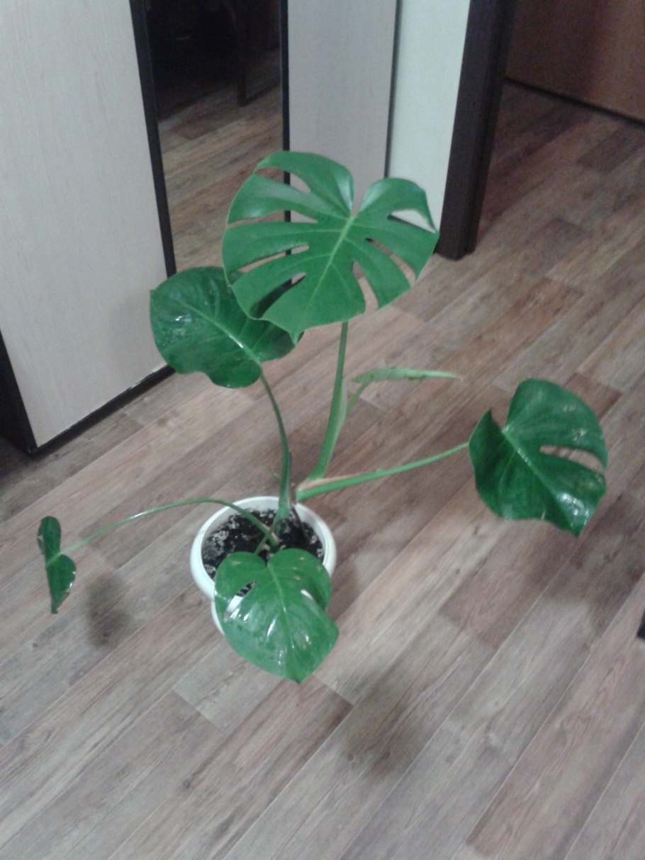 Юкка и монстера,