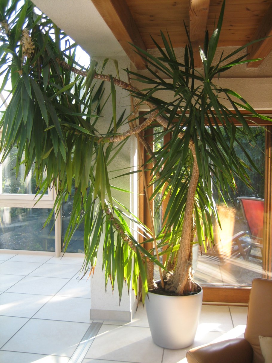 Феникс Пальма 150см