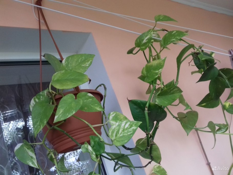 Сциндапсус педилантус