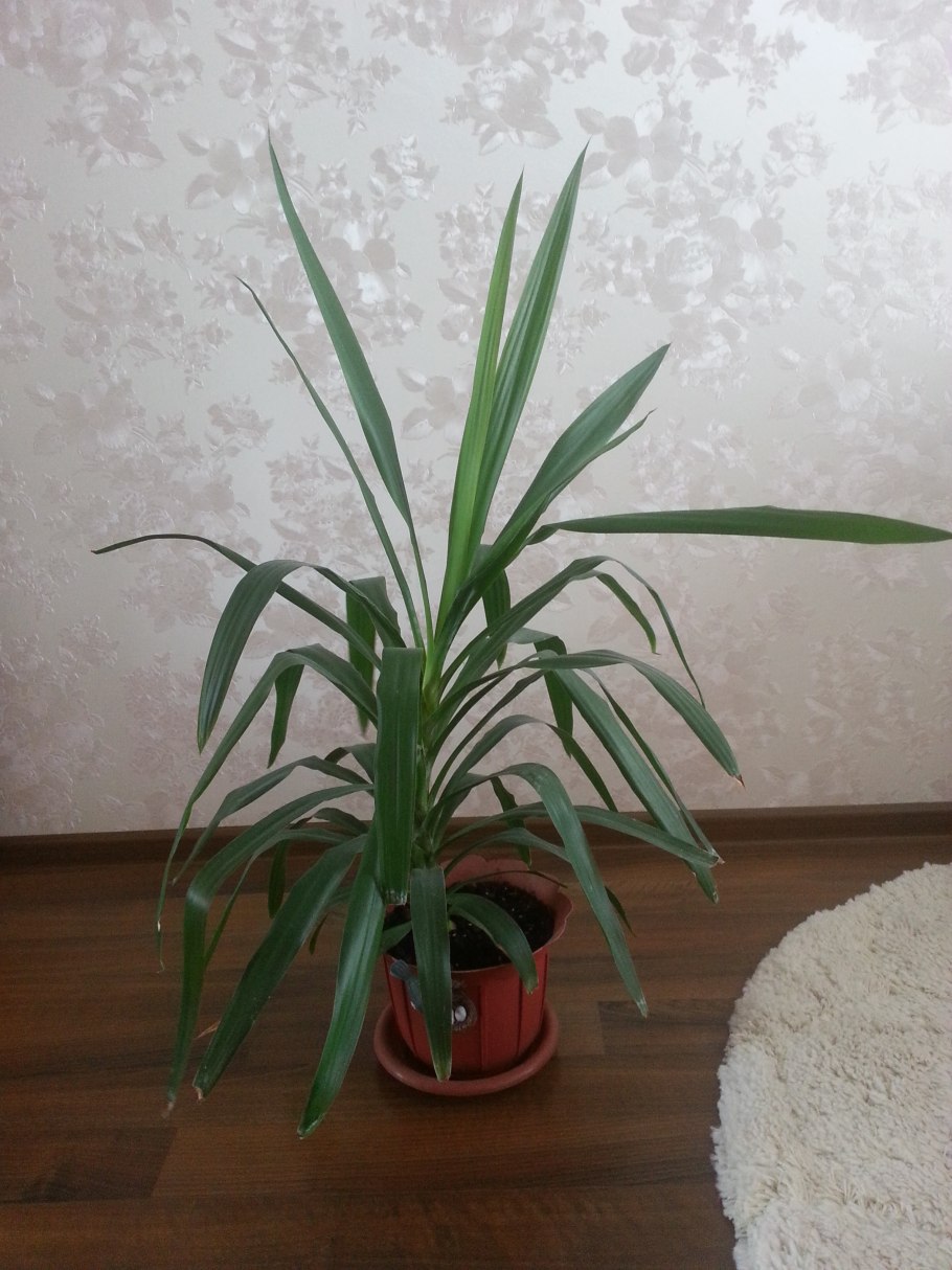 Искусственные растения лист монстеры большой, 90(37)см 160гр. № 86020015