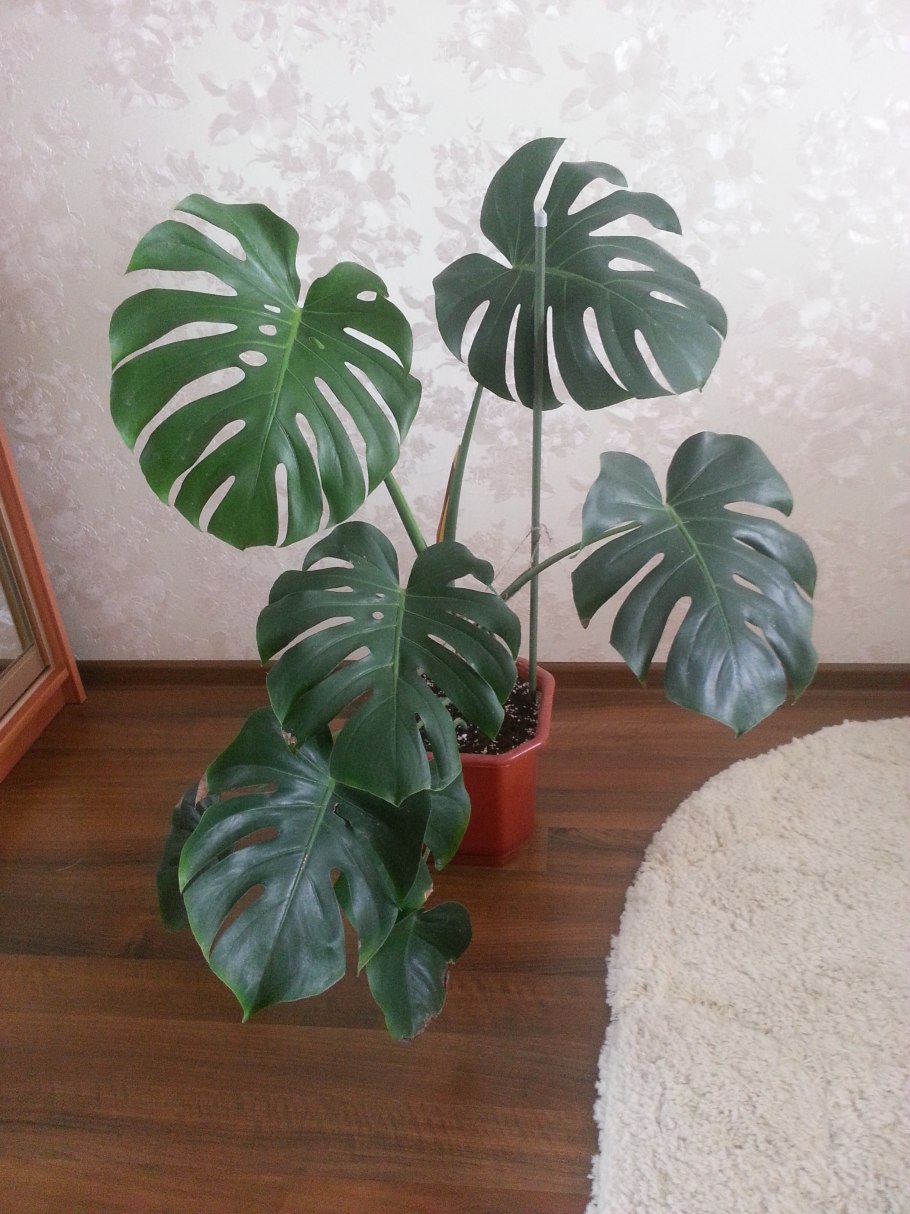 Монстера, Драцена, гибискус, аспарагус