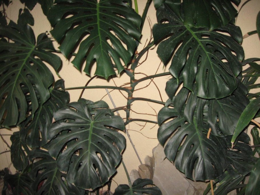 Папоротник пальмы монстера