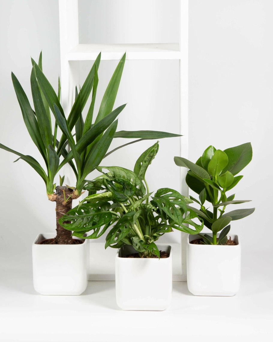 Юкка Драцена душистая