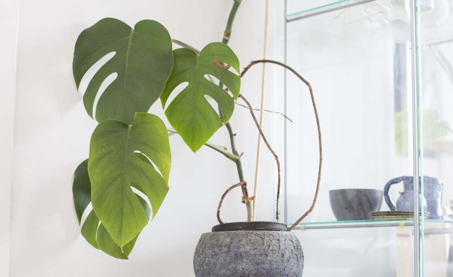 2. Монстера деликатесная