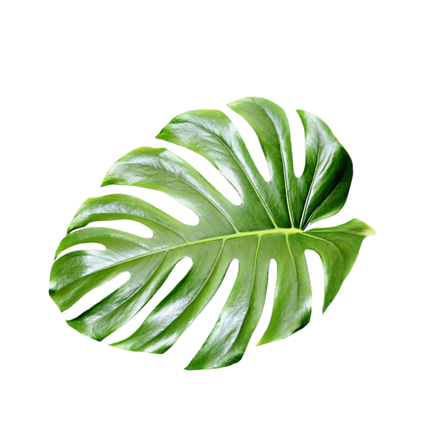 Тенелюбивые комнатные растения фикус