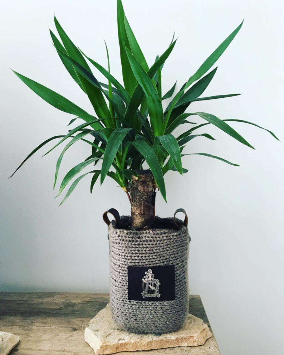 Аниме facts Monstera