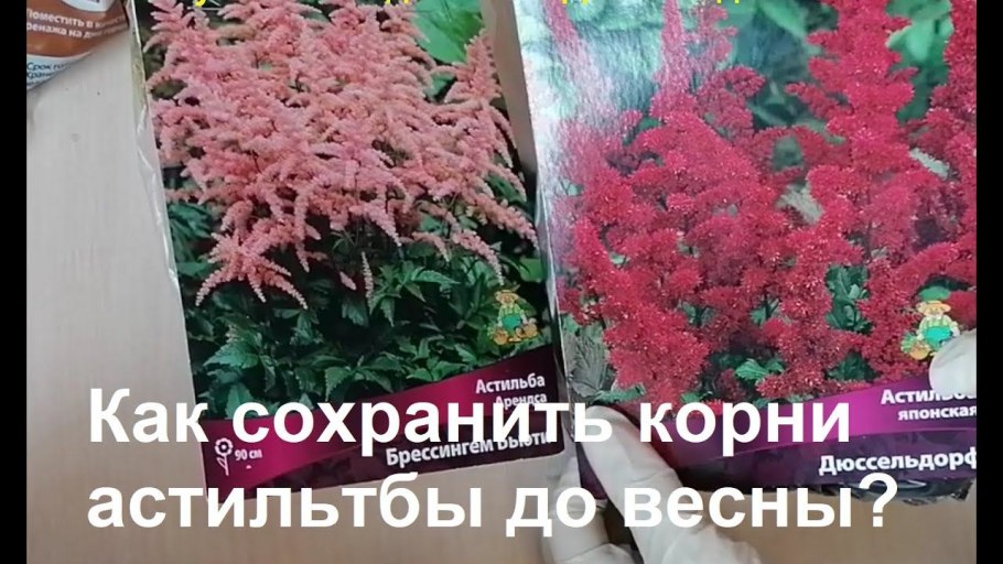 Корневая шейка у гортензии метельчатой