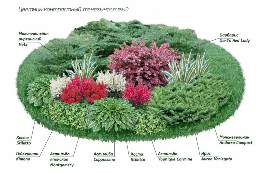 Корни астильбы из магазина