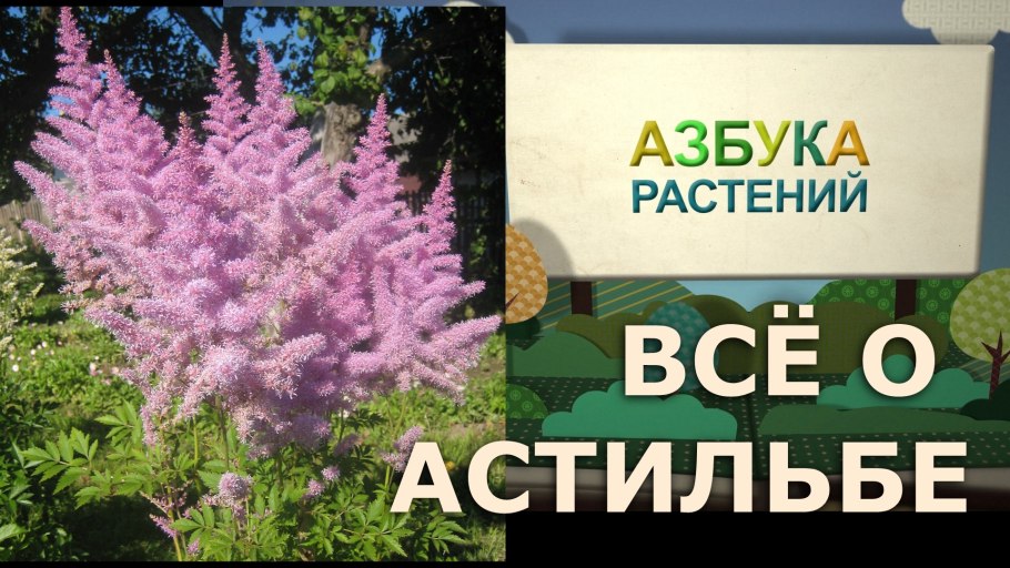 Размножение растений семенами и вегетативно