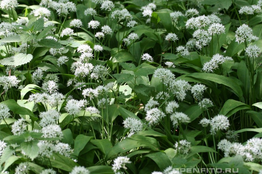 Черемша Сибирская лук победный