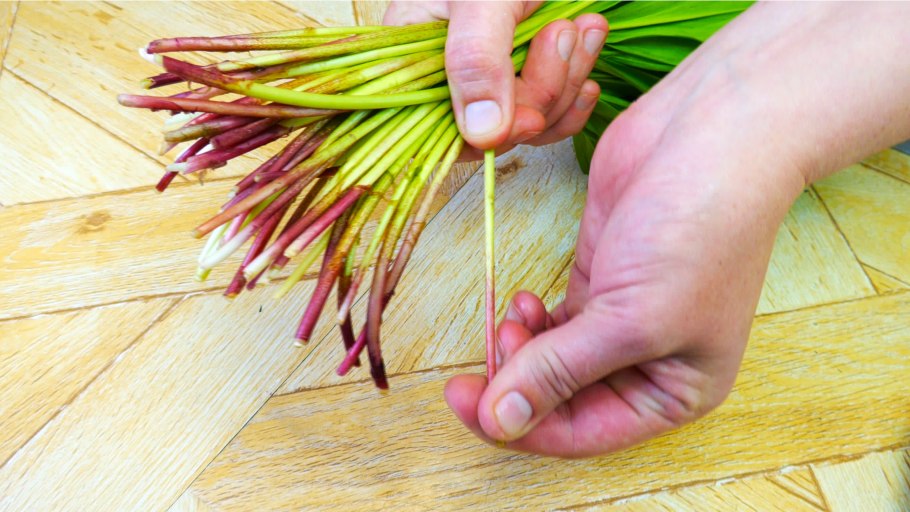 Медвежья черемша