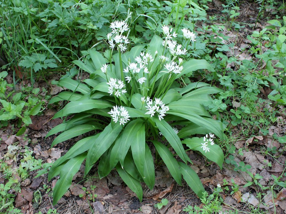 Allium ursinum черемша