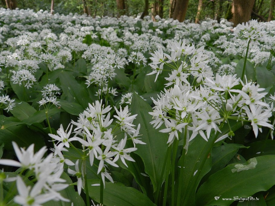 Allium ursinum черемша