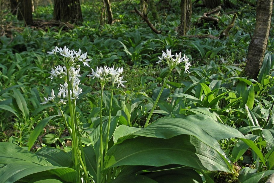 Allium ursinum черемша
