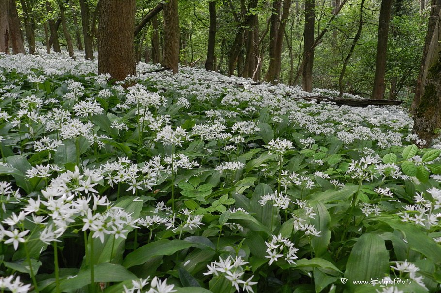 Черемша, лук Медвежий Allium ursinum