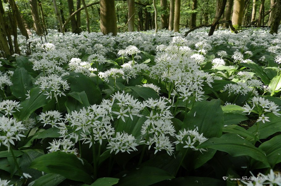 Лук Медвежий (Allium ursinum)