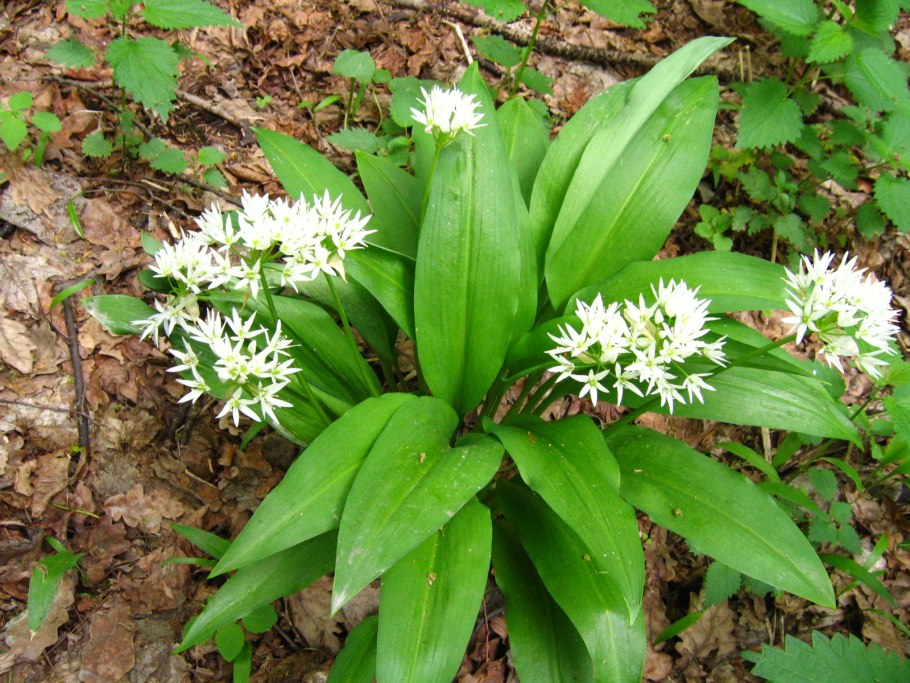 Черемша, лук Медвежий Allium ursinum