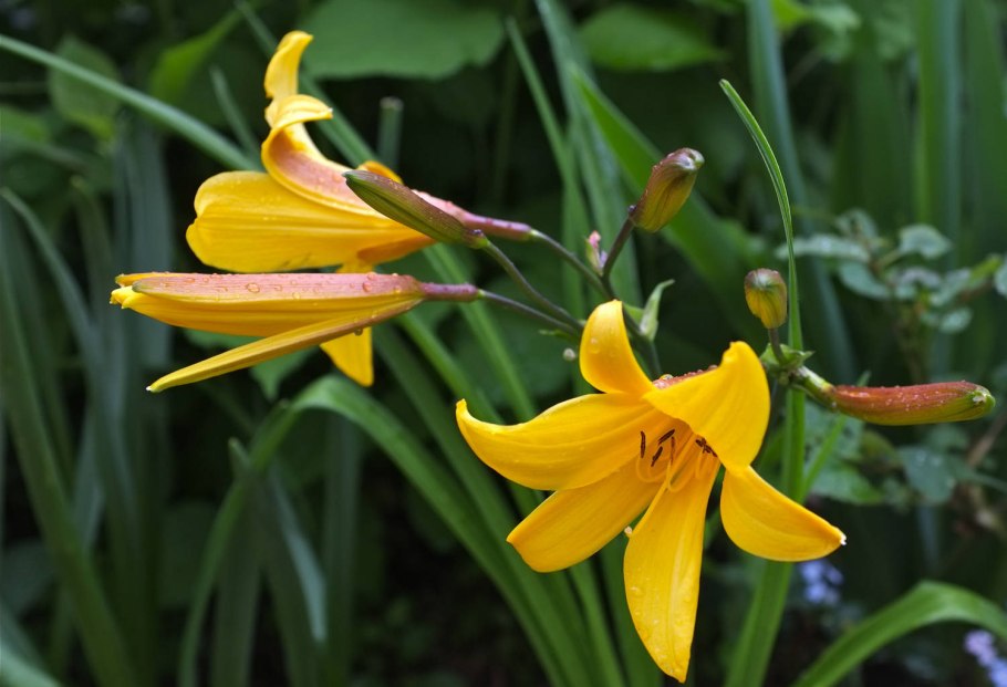 Лилейник Дюмортье