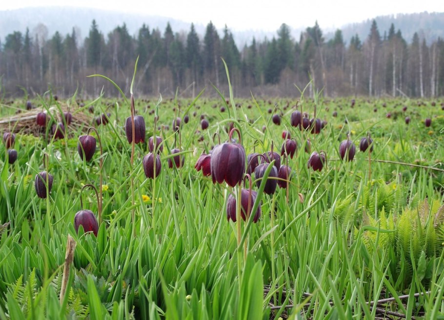 Лук резанец (Allium schoenoprasum)