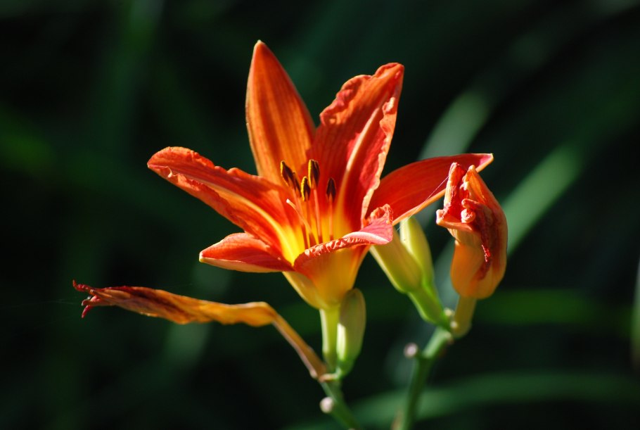 Семейство Лилейные Лилия