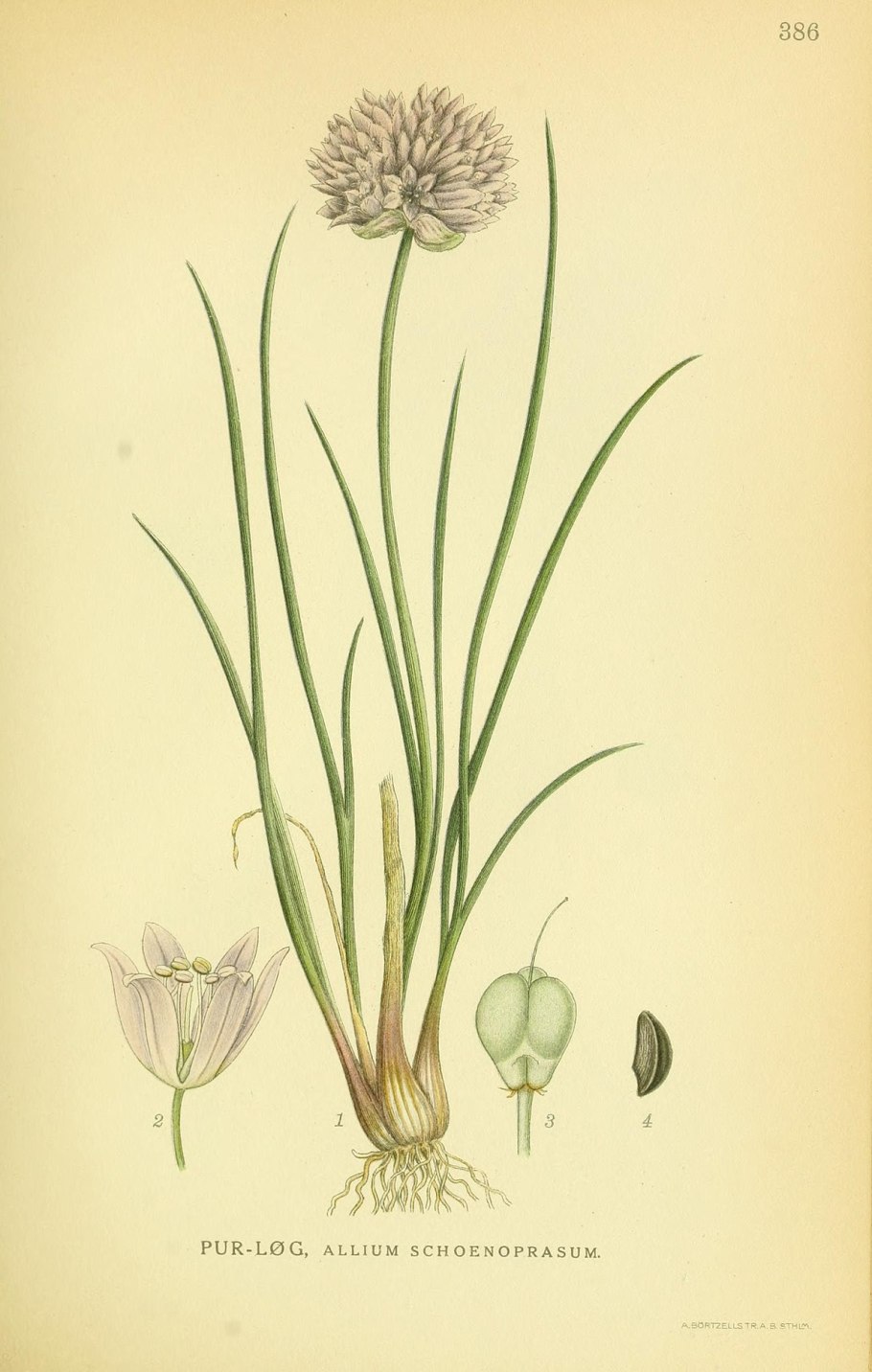 Пырей ползучий мятлик