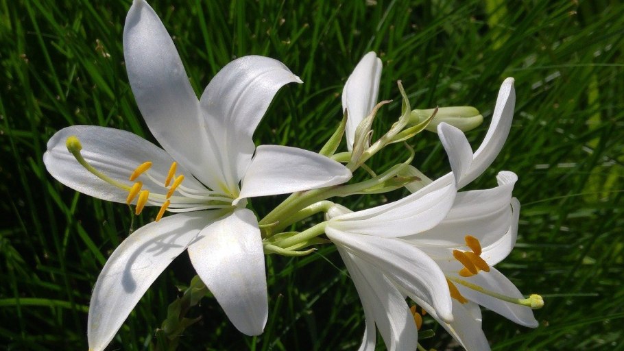 Однодольные Лилейные представители