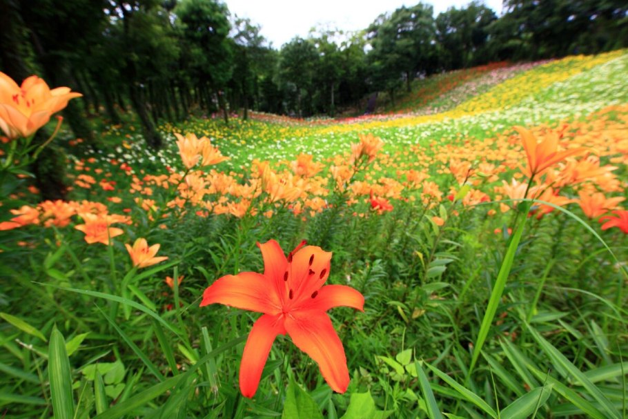 Лилия саранка