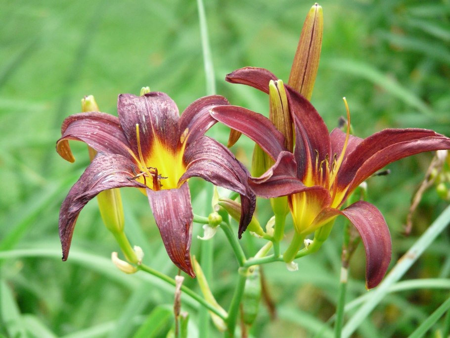 Пушкиния пролесковидная