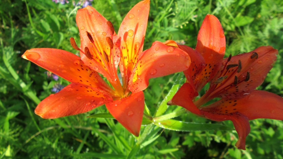 Полевые лилии в Израиле