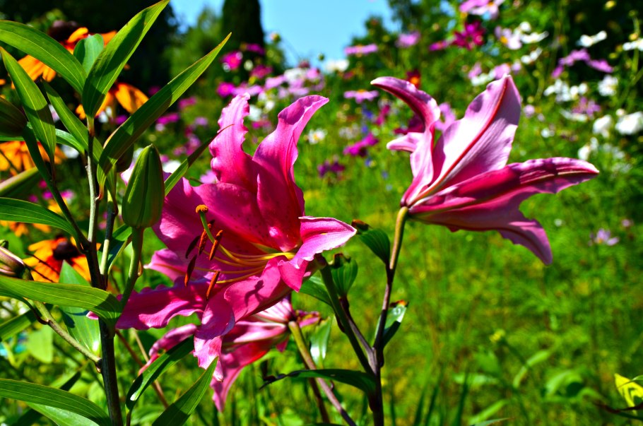 Лилия пенсильванская Даурская Lilium pensylvanicum