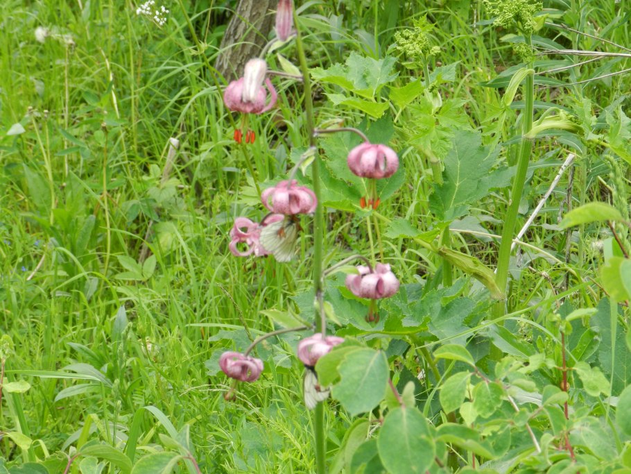 Лилия биология