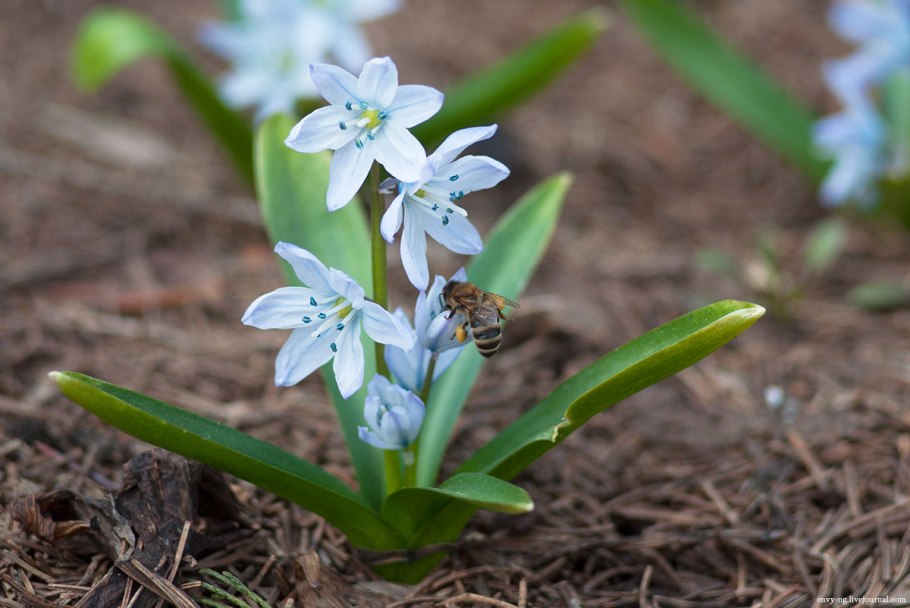Цветок Лилия кудреватая