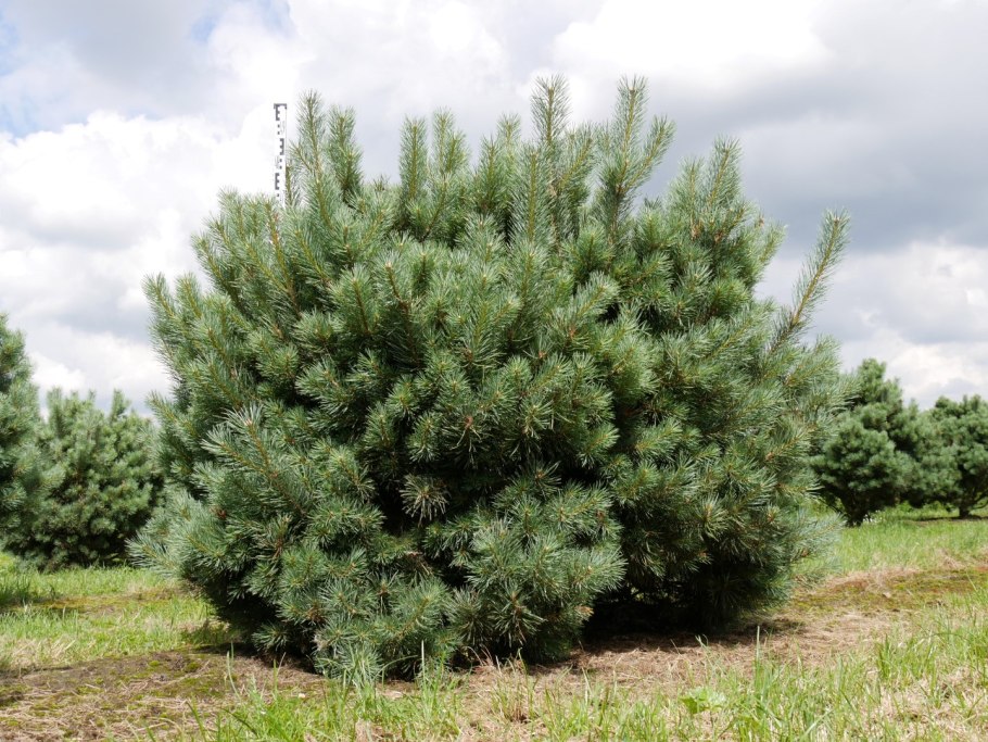 Pinus Sylvestris lapponum swenoy