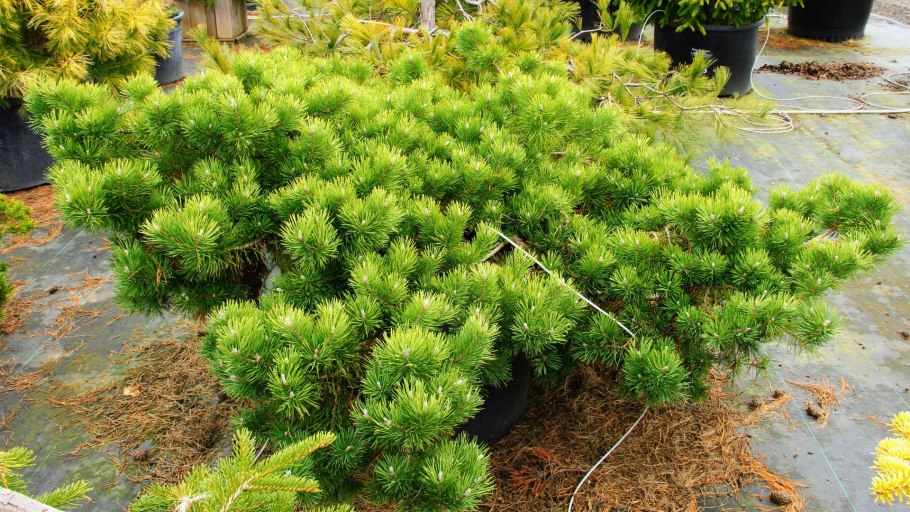 Pinus Sylvestris Albospicata