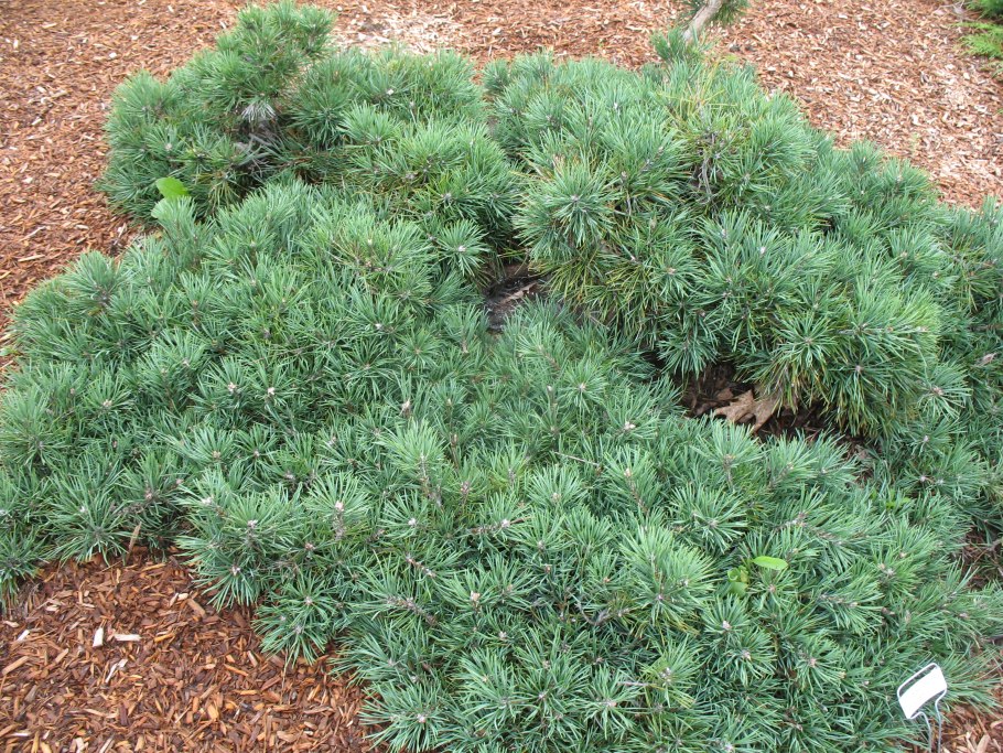 Pinus Sylvestris Hillside Creeper