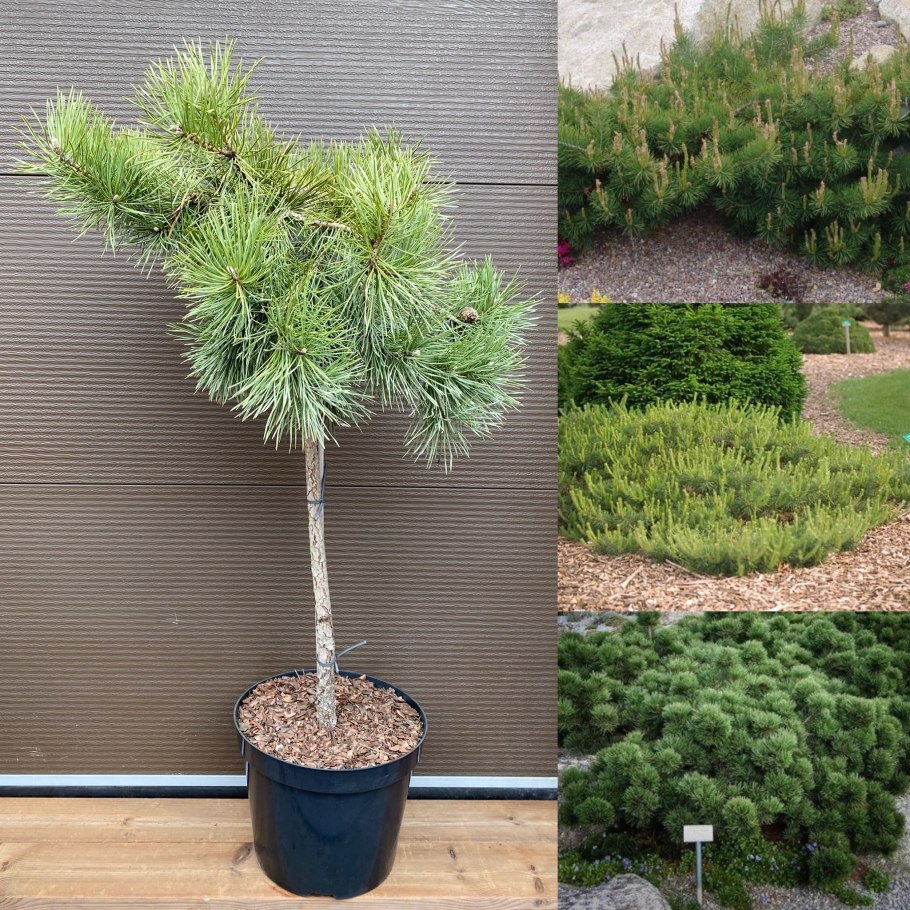 Pinus Sylvestris Hillside Creeper