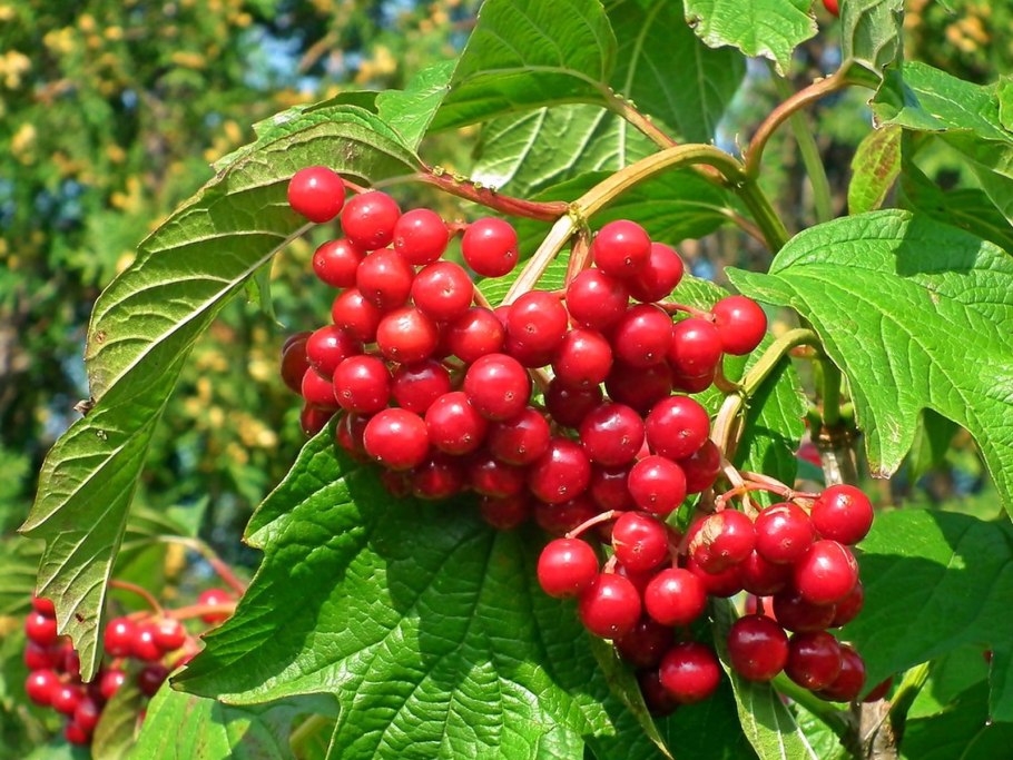 Калина (Viburnum)