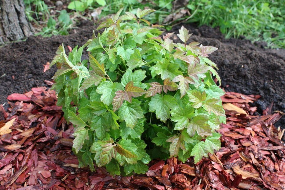 Калина opulus Nanum