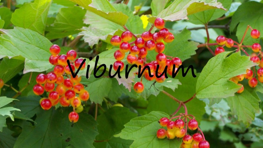 Куст калины декоративной фото