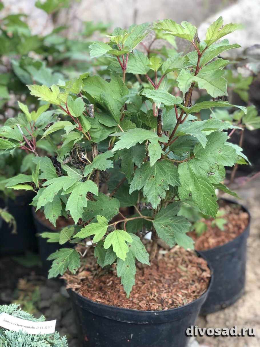 Калина красная саженцы