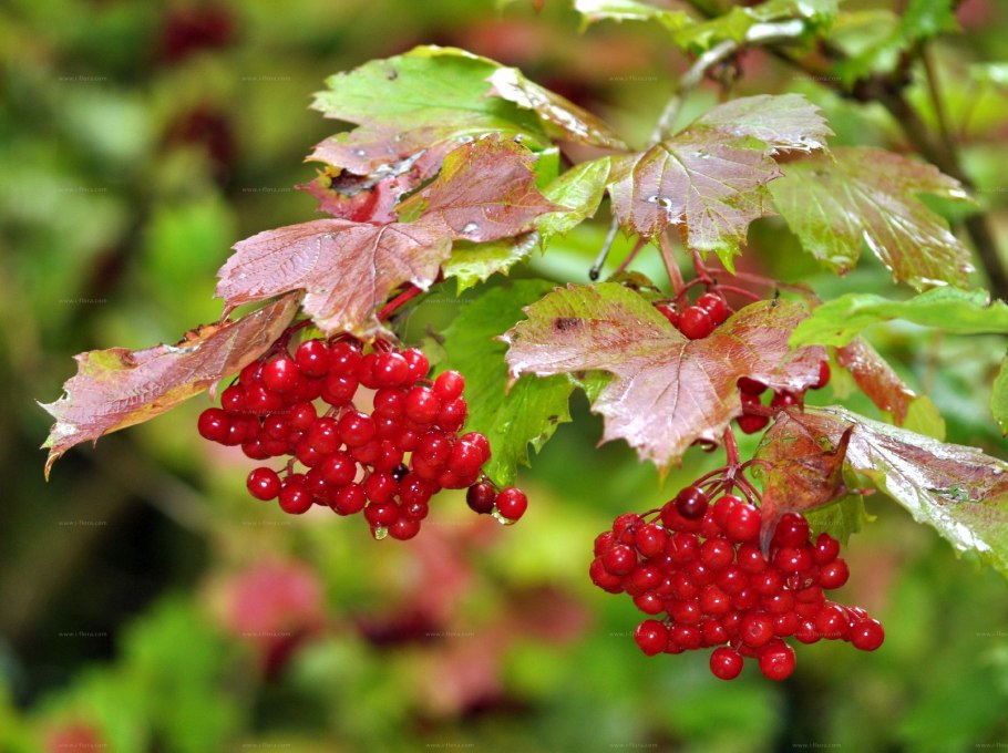 Калина обыкновенная (Viburnum opulus l.)