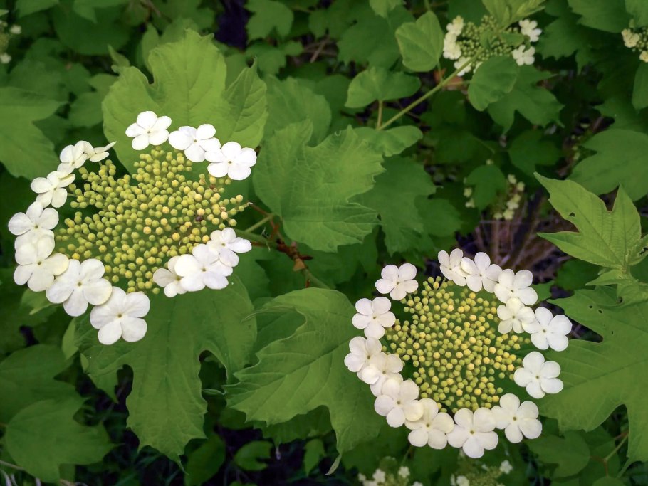 Калина обыкновенная Nana